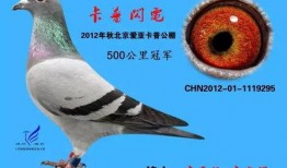 李诞最新爆料信鸽照片,揭秘娱乐圈幕后故事